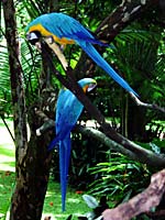 Two Parrots